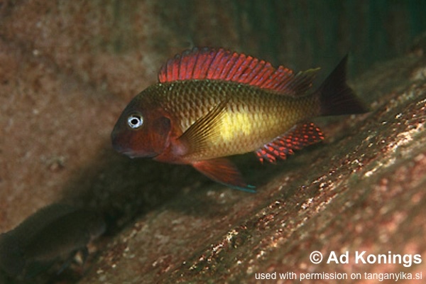 Tropheus moorii 'Kantalamba'